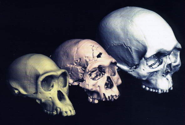 Chimpanzee, Homo erectus, Homo sapiens