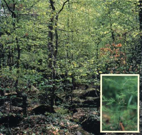Fraxinus ornus and Ostrya carpinifolia