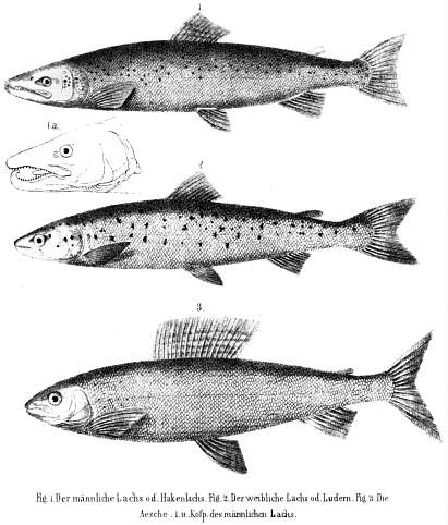 Lachs: Salmo salar, male & female;  Aesche: Coregonus Thymallus; 1848