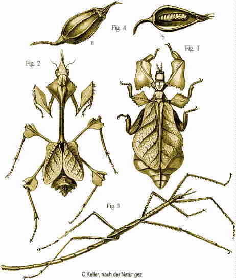 Phyllium, Mantis, Phasme, Coccon austral. Bombycide