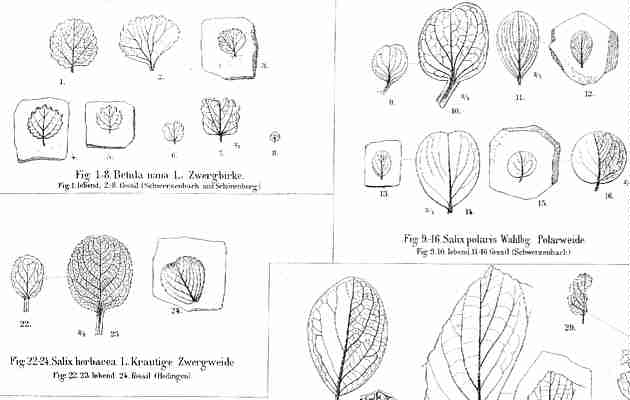 Betula nana, Salix herbaceae, Salix polaris, Salix recticulata