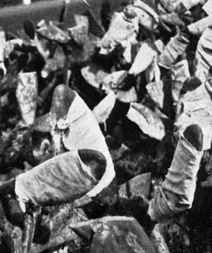 Opuntien mit Cochenille (Coccus Cacti)