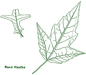 Acer trilobatum
