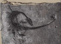 Neusticosaurus pusillus