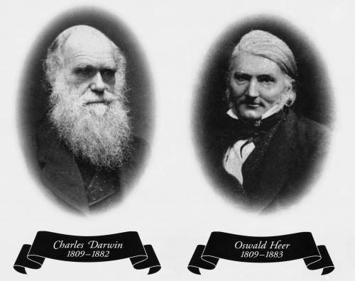 Oswald Heer and Darwin