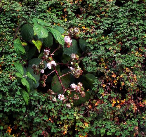 Rubus armeniacus, Foto: W.Lämmler