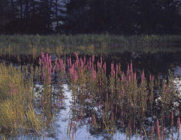 Purple Loosestrife in its natural habitat; Photo C.Burga, July 2003